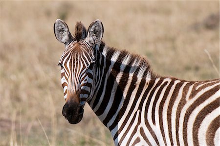 simsearch:649-09016820,k - Zebra (Equus quagga), Masai Mara, Kenya Foto de stock - Royalty Free Premium, Número: 614-09026591