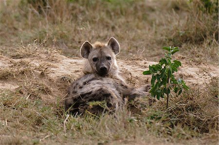 simsearch:614-09026588,k - Spotted Hyena (Crocuta crocuta), Masai Mara, Kenya Fotografie stock - Premium Royalty-Free, Codice: 614-09026592