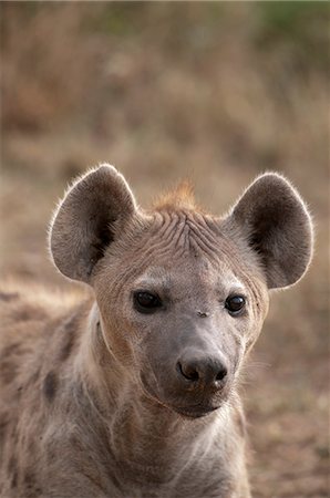 simsearch:614-09026588,k - Spotted Hyena (Crocuta crocuta), Masai Mara, Kenya Fotografie stock - Premium Royalty-Free, Codice: 614-09026593