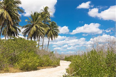 path trees - Sand pathway through foliage and palm trees, Jericoacoara national park, Ceara, Brazil, South America Stock Photo - Premium Royalty-Free, Code: 614-09026904