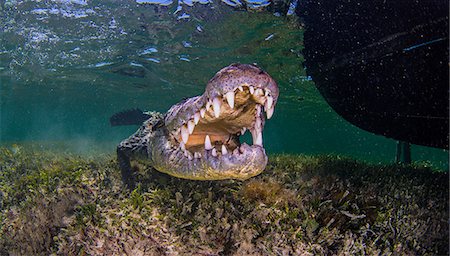 Underwater portrait of american saltwater crocodile on seabed, Xcalak, Quintana Roo, Mexico Stock Photo - Premium Royalty-Free, Code: 614-09027045