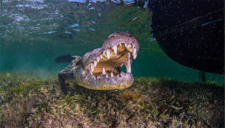 simsearch:614-09038997,k - Underwater portrait of american saltwater crocodile on seabed, Xcalak, Quintana Roo, Mexico Stock Photo - Premium Royalty-Free, Code: 614-09027045