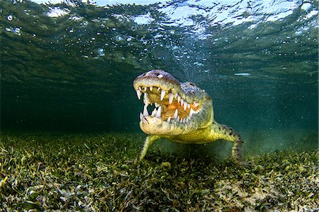 Underwater portrait of american saltwater crocodile on seabed, Xcalak, Quintana Roo, Mexico Fotografie stock - Premium Royalty-Free, Codice: 614-09027046