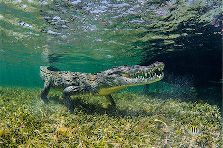 Underwater view of american saltwater crocodile on seabed, Xcalak, Quintana Roo, Mexico Stock Photo - Premium Royalty-Free, Code: 614-09027047