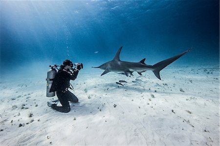 simsearch:614-06044213,k - Underwater view of female scuba diver photographing great hammerhead sharks from seabed, Bimini, Bahamas Photographie de stock - Premium Libres de Droits, Code: 614-09027056