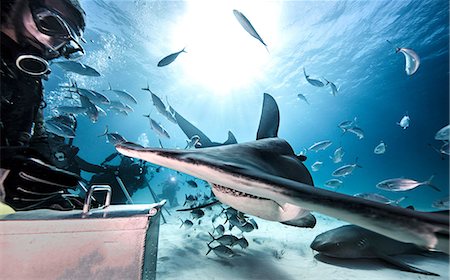 Underwater view of scuba divers feeding great hammerhead shark and nurse shark, Bahamas Photographie de stock - Premium Libres de Droits, Code: 614-09027059