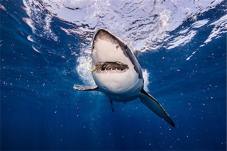 Underwater view of white shark with bait in mouth, Campeche, Mexico Photographie de stock - Premium Libres de Droits, Code: 614-09027053