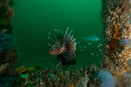 Lionfish feeding by barnacle covered shipwreck, Cancun, Quintana Roo, Mexico, North America Stock Photo - Premium Royalty-Free, Code: 614-09027065