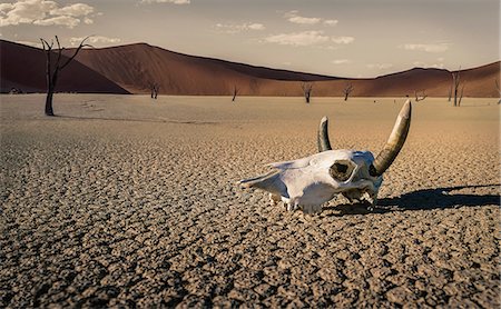 Cattle skull in desert, Windhoek, Namibia, Africa Stock Photo - Premium Royalty-Free, Code: 614-09027069