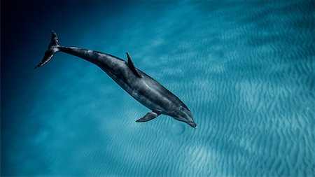 simsearch:649-08949403,k - Underwater view of bottlenose dolphin swimming in blue sea, Bahamas Stock Photo - Premium Royalty-Free, Code: 614-09027061