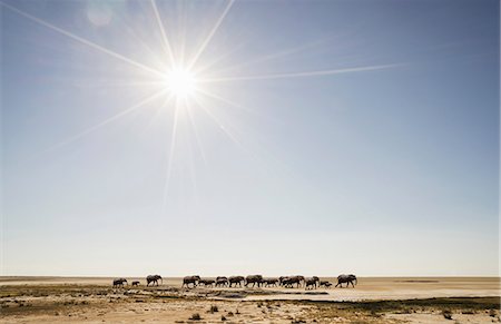 simsearch:614-09159537,k - Herd of elephants in Namib Desert, Windhoek Noord, Namibia, Africa Stock Photo - Premium Royalty-Free, Code: 614-09027074