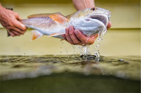 picture of adult fishing - Man releasing small redfish Stock Photo - Premium Royalty-Free, Code: 614-09027184