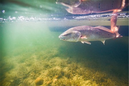 rettung - Man releasing small redfish in the Gulf of Mexico, Homosassa, Florida, US Stockbilder - Premium RF Lizenzfrei, Bildnummer: 614-09027188