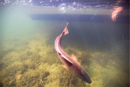 pescar - Man releasing small redfish in the Gulf of Mexico, Homosassa, Florida, US Foto de stock - Sin royalties Premium, Código: 614-09027189