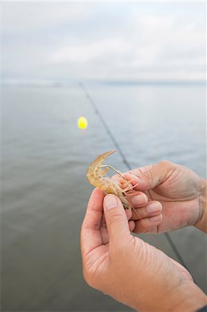 shrimp fishing - Hooking shrimp bait Stock Photo - Premium Royalty-Free, Code: 614-09027200
