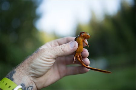 salamandra - Person holding newt, close-up Foto de stock - Royalty Free Premium, Número: 614-09038569