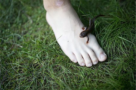 salamandra - Newt on teenage boys foot, close-up Fotografie stock - Premium Royalty-Free, Codice: 614-09038571