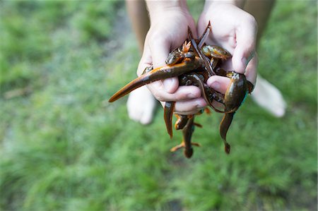salamandra - Teenage boy, holding handful of newts, close-up Foto de stock - Royalty Free Premium, Número: 614-09038573
