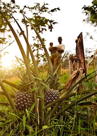 pineapple growing - Pineapples growing in foreground, two people in background behind, Birayi, Bujumbura, Burundi, Africa Stock Photo - Premium Royalty-Free, Code: 614-09038650