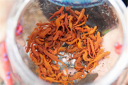 salamandra - Glass bowl containing newts, close-up, overhead view Foto de stock - Royalty Free Premium, Número: 614-09038768