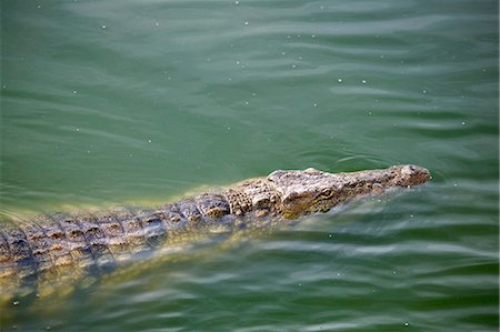 Crocodile swimming in wildlife park lagoon, Djerba, Tunisia Stock Photo - Premium Royalty-Free, Code: 614-09038998