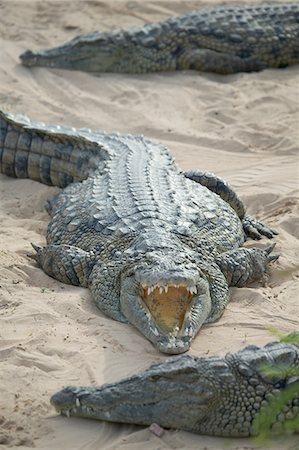 simsearch:614-09038997,k - Open mouthed crocodiles on wildlife park beach, Djerba, Tunisia Stock Photo - Premium Royalty-Free, Code: 614-09038999