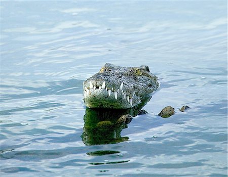 Head of crocodile in wildlife park lagoon, Djerba, Tunisia Stock Photo - Premium Royalty-Free, Code: 614-09039004