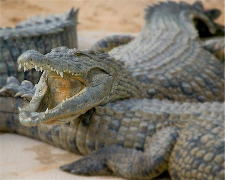 simsearch:614-09039003,k - Open mouthed crocodiles on wildlife park beach, Djerba, Tunisia Foto de stock - Royalty Free Premium, Número: 614-09039000