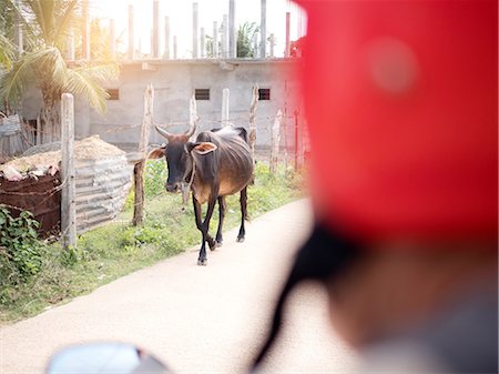 Cow wandering in street, Sri Lanka Stock Photo - Premium Royalty-Free, Code: 614-09056723