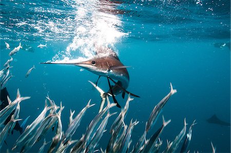 simsearch:614-07453378,k - Sailfish hunting sardine baitballs close to surface Foto de stock - Sin royalties Premium, Código: 614-09057035