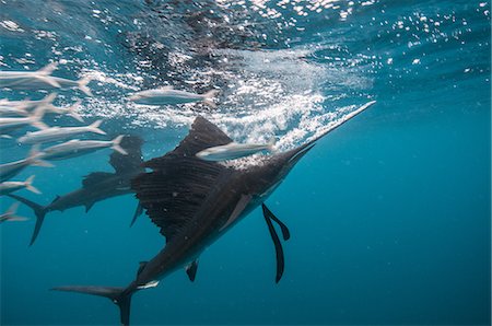 simsearch:614-07453378,k - Sailfish hunting sardine baitballs close to surface Foto de stock - Sin royalties Premium, Código: 614-09057033