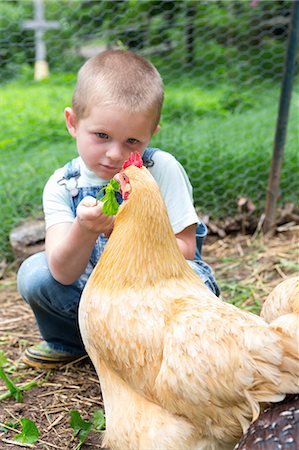 simsearch:614-06336452,k - Boy feeding golden campine hen Stock Photo - Premium Royalty-Free, Code: 614-09057066