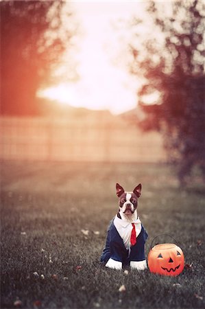 dog in park - Portrait of boston terrier wearing business attire for halloween in park Stock Photo - Premium Royalty-Free, Code: 614-09057080