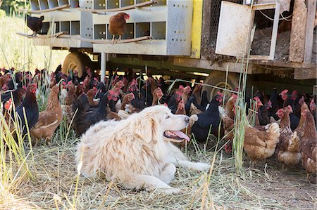 simsearch:614-08877760,k - Pyrenean mountain dog lying down by free range golden comet and black star hens on organic farm Photographie de stock - Premium Libres de Droits, Code: 614-09057455