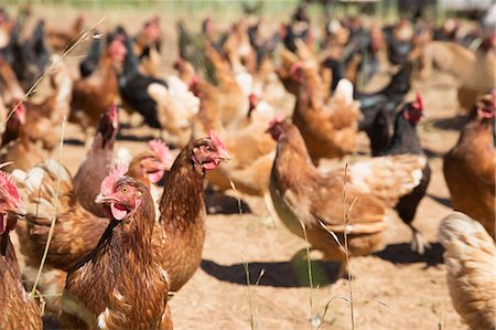 simsearch:614-09057456,k - Free range golden comet and black star hens on organic farm Foto de stock - Sin royalties Premium, Código: 614-09057453