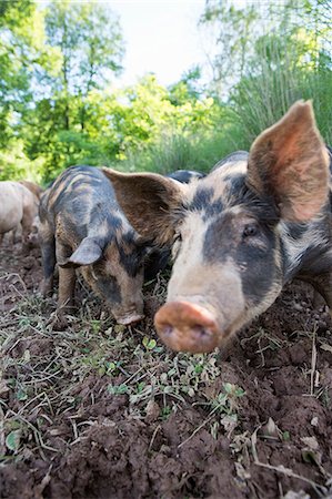 simsearch:649-07238939,k - Portrait of heritage pigs on free range organic farm Foto de stock - Royalty Free Premium, Número: 614-09057474