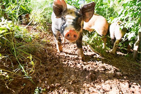 simsearch:649-07238939,k - Portrait of heritage pigs on free range organic farm Foto de stock - Royalty Free Premium, Número: 614-09057471