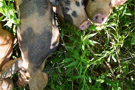 simsearch:614-09057456,k - Overhead view of heritage pigs on free range organic farm Foto de stock - Sin royalties Premium, Código: 614-09057472