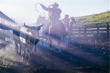 Cowboy on horse lassoing bull, Enterprise, Oregon, United States, North America Photographie de stock - Premium Libres de Droits, Code: 614-09057509