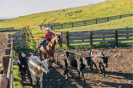 people chasing - Cowboy on horse lassoing bull calf, Enterprise, Oregon, United States, North America Stock Photo - Premium Royalty-Free, Code: 614-09057514