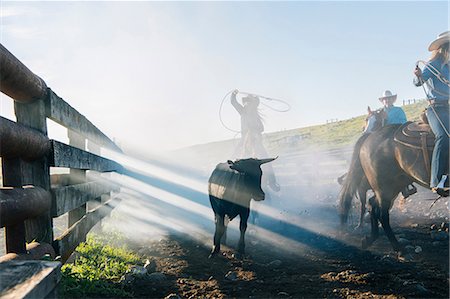 Cowboy on horse lassoing bull calf, Enterprise, Oregon, United States, North America Stock Photo - Premium Royalty-Free, Code: 614-09057510