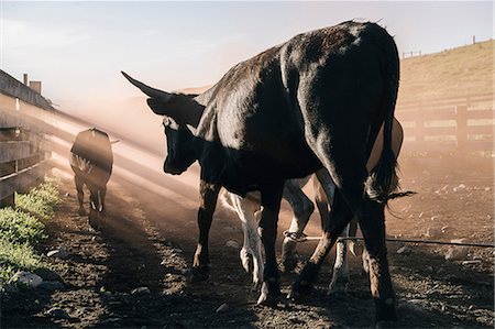 Rear view of bulls, Enterprise, Oregon, United States, North America Stock Photo - Premium Royalty-Free, Code: 614-09057512