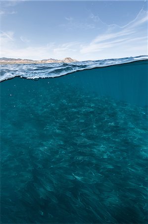 fish school not sardine not people - Underwater and over view of swimming school of jack fish in blue sea, Baja California, Mexico Foto de stock - Sin royalties Premium, Código: 614-09078685