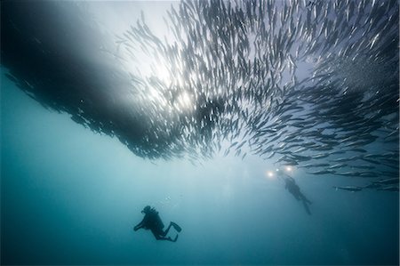 simsearch:649-08380881,k - Underwater view of two scuba divers diving below shoaling jack fish in blue sea, Baja California, Mexico Photographie de stock - Premium Libres de Droits, Code: 614-09078686