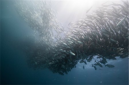 simsearch:614-09078687,k - Underwater view of swirling jack fish shoal in blue sea, Baja California, Mexico Stock Photo - Premium Royalty-Free, Code: 614-09078687