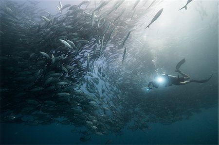 simsearch:614-09078687,k - Underwater view of scuba diver diving among shoaling jack fish in blue sea, Baja California, Mexico Stock Photo - Premium Royalty-Free, Code: 614-09078688