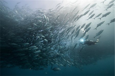 simsearch:649-08924536,k - Underwater view of scuba diver diving among shoaling jack fish in blue sea, Baja California, Mexico Photographie de stock - Premium Libres de Droits, Code: 614-09078689