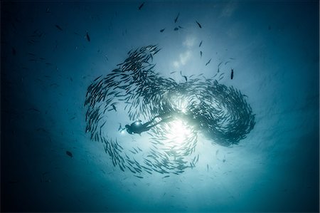 Low angle underwater view of scuba diver diving among shoaling jack fish in blue sea, Baja California, Mexico Foto de stock - Sin royalties Premium, Código: 614-09078683