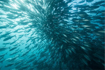 simsearch:614-07453335,k - Underwater view of swimming jack fish shoal in blue sea, Baja California, Mexico Photographie de stock - Premium Libres de Droits, Code: 614-09078691