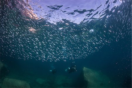 simsearch:841-07914007,k - Sardines and divers in ocean, La Paz, Baja California Sur, Mexico Foto de stock - Sin royalties Premium, Código: 614-09078795